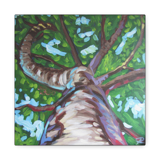 The Old Silver Birch by Peter Scott Elliott - Print Available